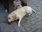 thumbs/IMG_3952.jpg